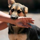 El Mejor Bufete Jurídico de Abogados en Español Especializados en Lesiones por Mordidas de Perro o Mascotas en Californialifornia